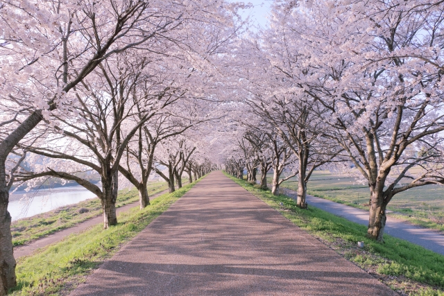 桜写真